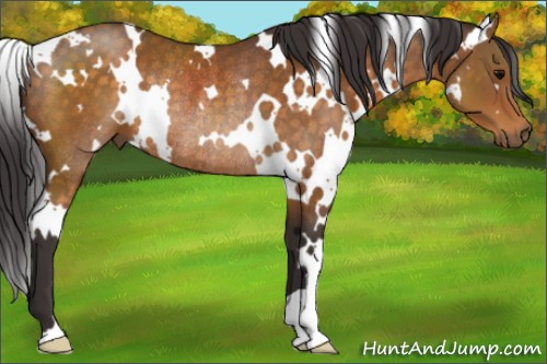Horse Color:White Spotted Buckskin Rabicano 