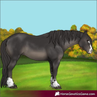 Horse Color:Smoky Black 