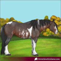 Horse Color:Brown Sabino Tobiano 