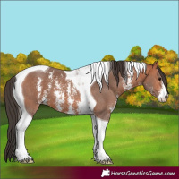 Horse Color:Bay Sabino Tobiano