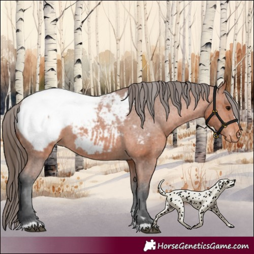 Horse Color:Bay Appaloosa 