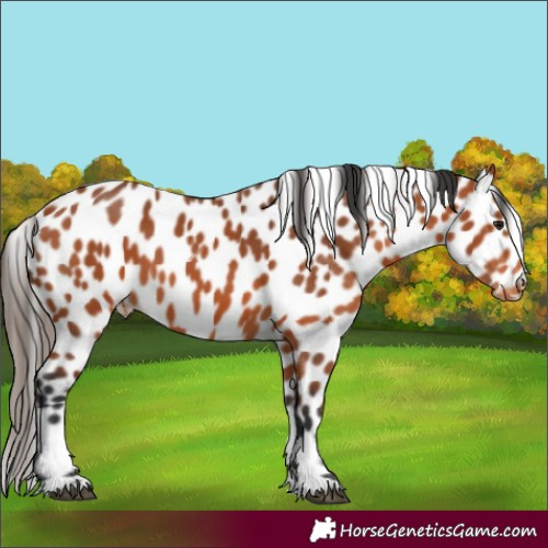 Horse Color:Bay Appaloosa 