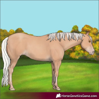 Horse Color:Silver Classic Champagne Rabicano 
