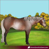 Horse Color:Gray Silver Bay Varnish Rabicano 