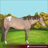 Horse Color:Sable Champagne Varnish Rabicano 