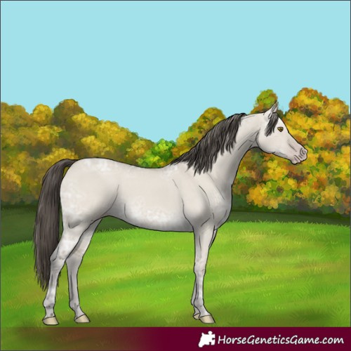 Horse Color:Classic Cream Champagne Ice Dun 