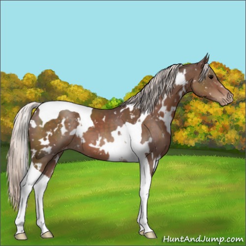 Horse Color:White Spotted Silver Black Tobiano Appaloosa 