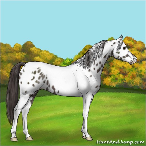 Horse Color:Smoky Black Tobiano Appaloosa 