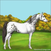 Horse Color:Smoky Black Tobiano Near Leopard 