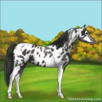 Horse Color:Black Tobiano Appaloosa 