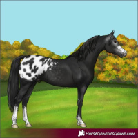 Horse Color:Gray Black Sabino Appaloosa