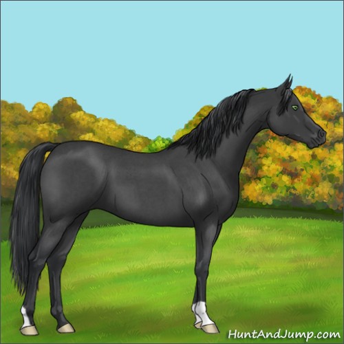 Horse Color:Blue Roan Mushroom