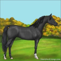 Horse Color:Blue Roan Mushroom 