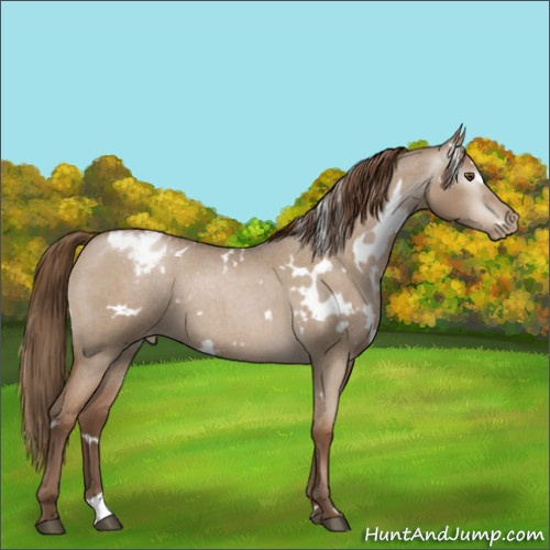 Horse Color:Gray White Spotted Grullo Roan Pearl Appaloosa 