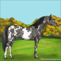 Horse Color:White Spotted Grullo 