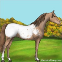 Horse Color:Black Pearl Tobiano Appaloosa 