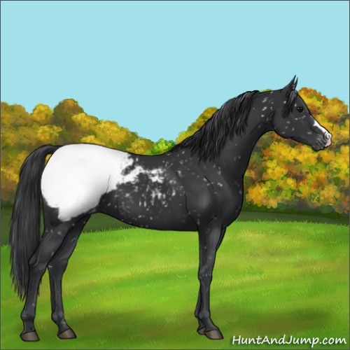 Horse Color:Black Appaloosa 