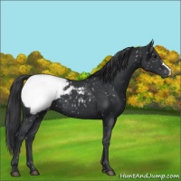 Horse Color:Black Appaloosa 