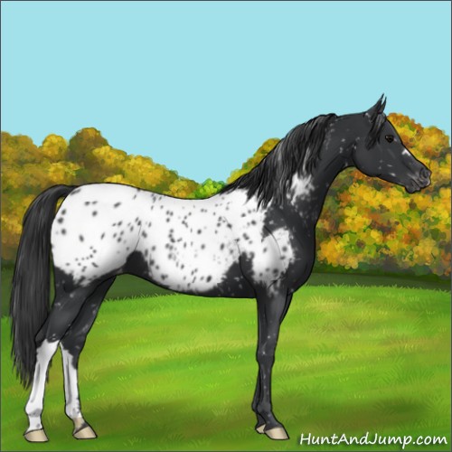 Horse Color:Black Appaloosa 