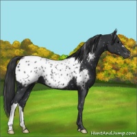 Horse Color:Black Appaloosa 