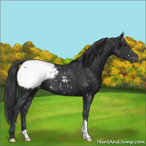 Horse Color:Black Appaloosa