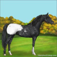 Horse Color:Black Appaloosa 