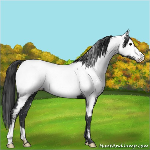 Horse Color:Black Appaloosa 