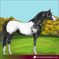 Horse Color:Black Appaloosa