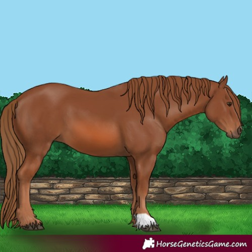 Horse Color:Chestnut 