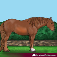 Horse Color:Chestnut 