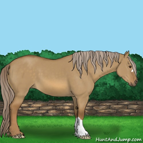 Horse Color:Chocolate Palomino Dun