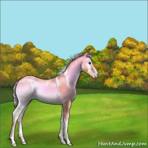 Horse Color:Watercolor White Spotted Silver Sable Champagne Onyx Sabino Rabicano 