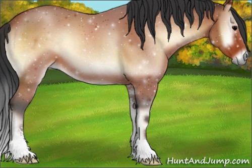 Horse Color:Bay Onyx Sabino 