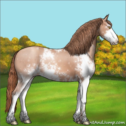 Horse Color:Gold Champagne Sabino Appaloosa 