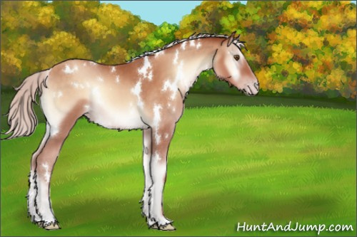 Horse Color:White Spotted Silver Sable Champagne Onyx 