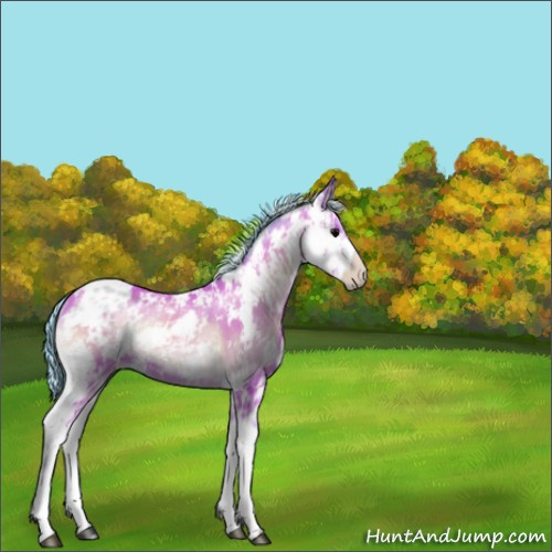 Horse Color:Watercolor Chocolate Bay Onyx Sabino Appaloosa Rabicano 