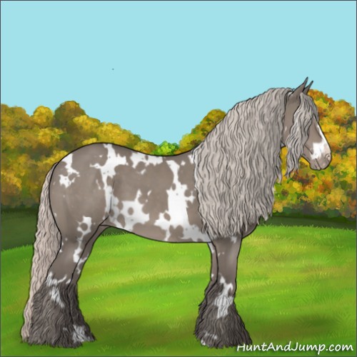 Horse Color:White Spotted Silver Grullo Appaloosa