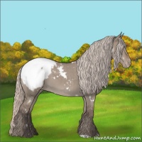 Horse Color:White Spotted Silver Grullo Snowcap 