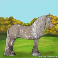 Horse Color:White Spotted Silver Grullo Appaloosa 