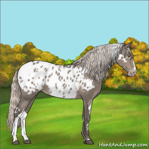 Horse Color:White Spotted Silver Grullo Blanket 