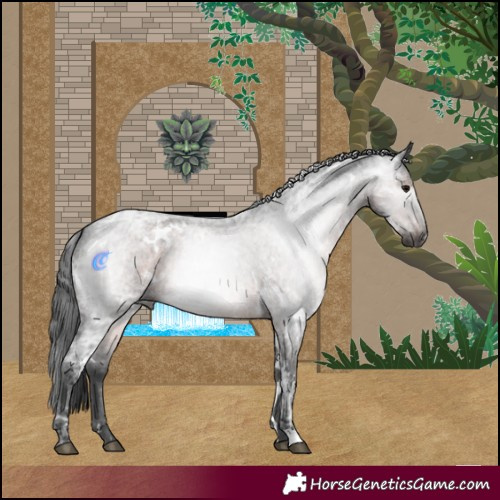 Horse Color:Gray White Spotted Brown Ice Roan