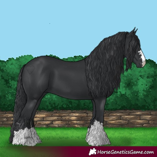 Horse Color:Black 