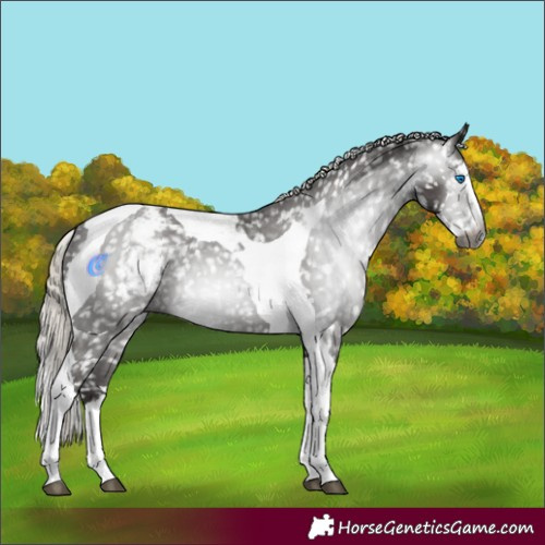 Horse Color:Gray Silver Black Splash Tobiano Appaloosa 