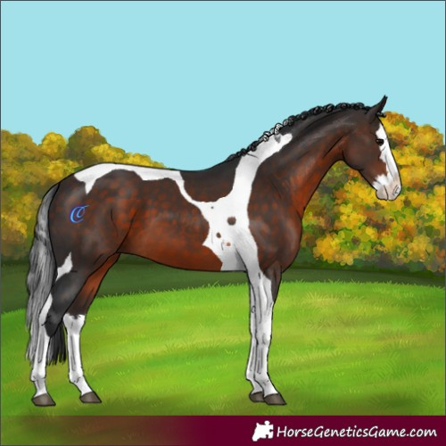 Horse Color:Bay Splash Tobiano 