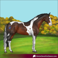 Horse Color:Bay Splash Tobiano 