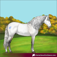 Horse Color:Gray Silver Buckskin Roan Dun