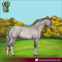 Horse Color:Gray White Spotted Silver Grullo Roan Rabicano 