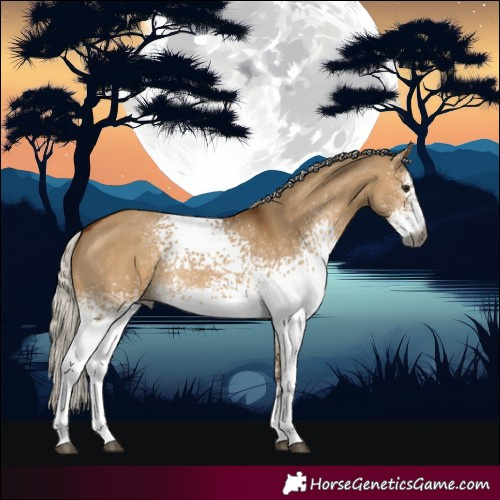 Horse Color:Gray White Spotted Silver Bay Dun