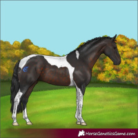 Horse Color:Brown Tobiano 