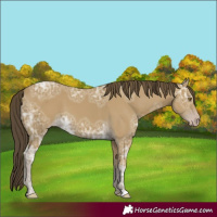 Horse Color:Classic Cream Champagne Ice 